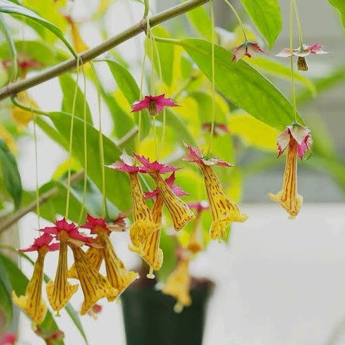Nematanthus brasiliensis woody - nematanthus,